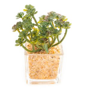 Arranjo Suculenta Cacto com Vaso 15cm - Bela Flor