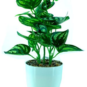Arranjo Folha Melancia com Vaso 20cm - Bela Flor