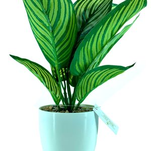 Arranjo Folha Croton com Vaso 25cm - Bela Flor