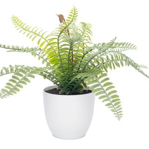 Arranjo Samambaia Escada com Vaso 30cm - Bela Flor