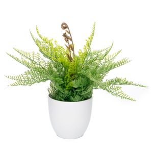 Arranjo Samambaia Portuguesa com Vaso 35cm - Bela Flo