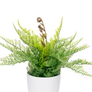 Arranjo Samambaia Portuguesa com Vaso 35cm - Bela Flo