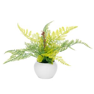 Arranjo Samambaia Portuguesa com Vaso 20cm - Bela Flor
