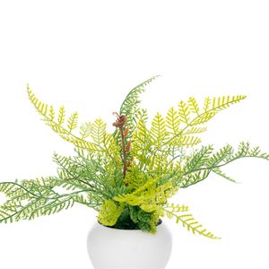 Arranjo Samambaia Portuguesa com Vaso 20cm - Bela Flor