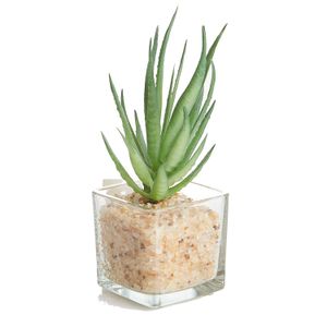Arranjo Suculenta Agave com Vaso 10cm - Bela Flor