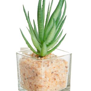 Arranjo Suculenta Agave com Vaso 10cm - Bela Flor