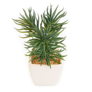 Arranjo Suculenta com Vaso Branco 15cm - Bela Flor