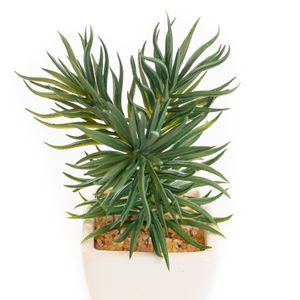 Arranjo Suculenta com Vaso Branco 15cm - Bela Flor