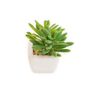 Arranjo de Suculenta Artificial com Vaso Branco 9cm - Bela Flor