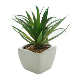Arranjo de Suculenta com Vaso Branco 16cm - Bela Flor