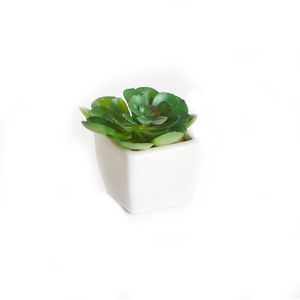 Arranjo de Suculenta com Vaso Verde e Branco 9cm - Bela Flor