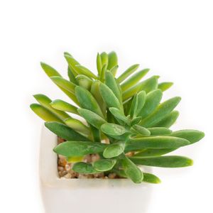 Arranjo de Suculenta Artificial com Vaso Branco 9cm - Bela Flor