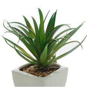 Arranjo de Suculenta com Vaso Branco 16cm - Bela Flor