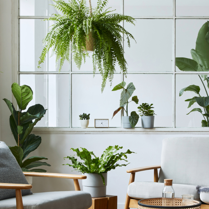 Ambiente interno com diversas plantas em vasos e uma samambaia pendente em frente a uma grande janela, decorando uma sala com poltronas e mesa de centro.