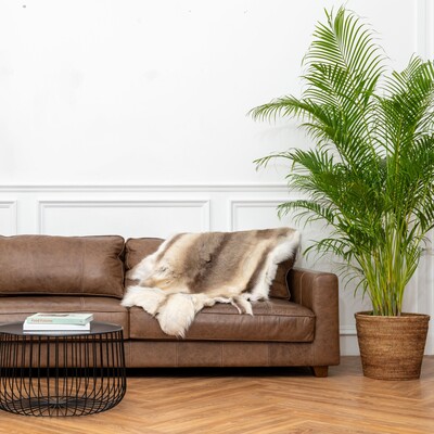 Sofá marrom com manta decorativa sobre o encosto e planta ornamental em sala sofisticada